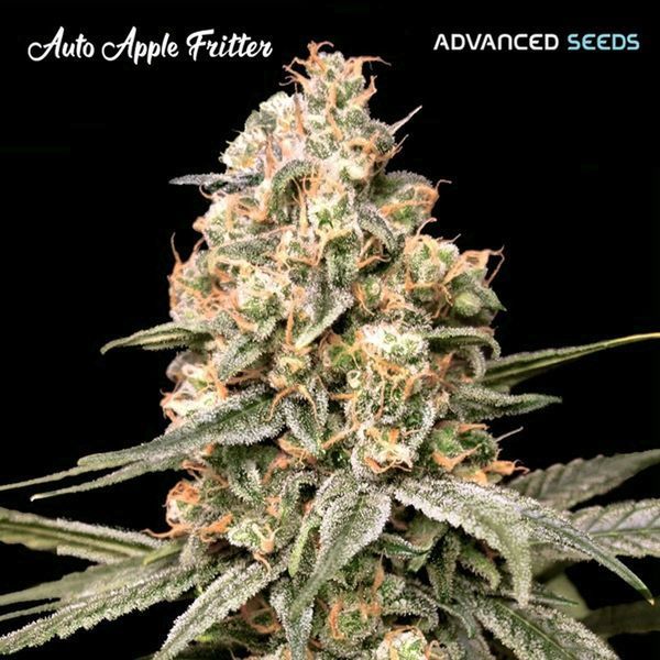 Auto Apple Fritter (Advanced Seeds) Feminizada