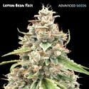 Lemon Bean Fast (Advanced Seeds) Feminizada