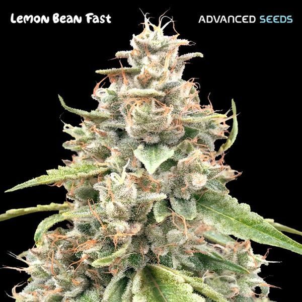 Lemon Bean Fast (Advanced Seeds) Feminizada