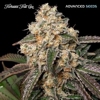 Forbidden fruit cake (Advanced Seeds) feminizada