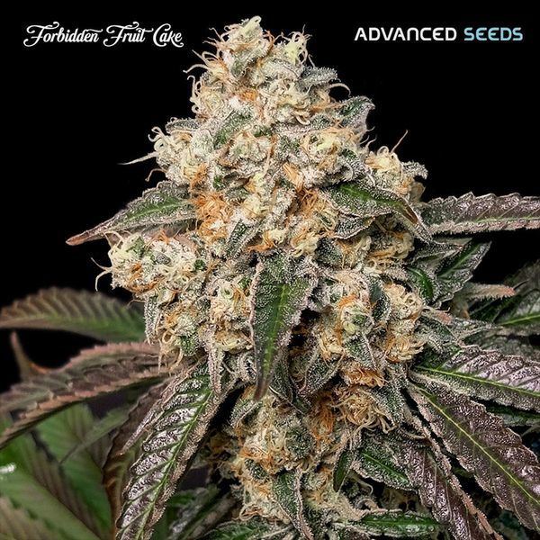 Forbidden fruit cake (Advanced Seeds) feminizada