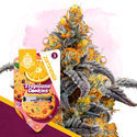 Club Tropicana Pack - Variedades Feminzadas