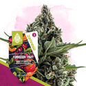 Club Tropicana Pack - Variedades Feminzadas
