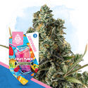 Club Tropicana Pack - Variedades Feminzadas