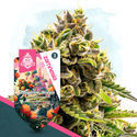 Club Tropicana Pack - Variedades Feminzadas