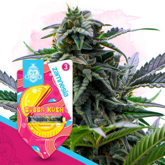 Pack Lendas Clássicas – Variedades Feminzadas