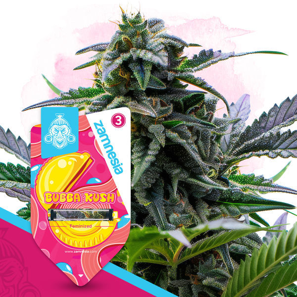 Pack Lendas Clássicas – Variedades Feminzadas