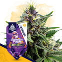 Pack Lendas Clássicas – Variedades Feminzadas