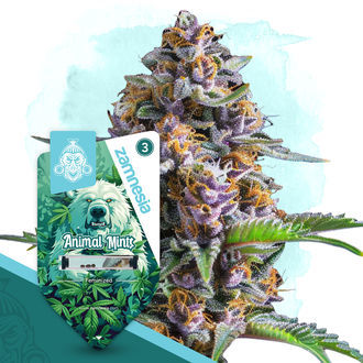 Wild Things Pack – Variedades Feminizadas