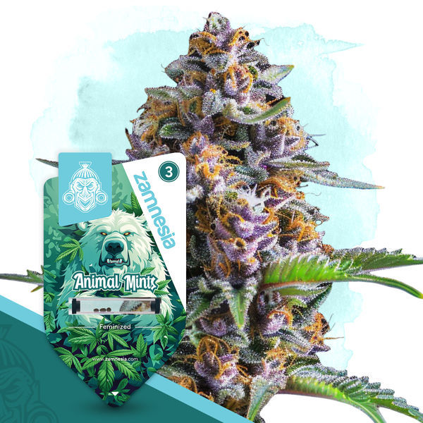 Wild Things Pack – Variedades Feminizadas