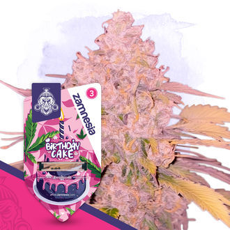 Desserts Pack - Variedades Femininas