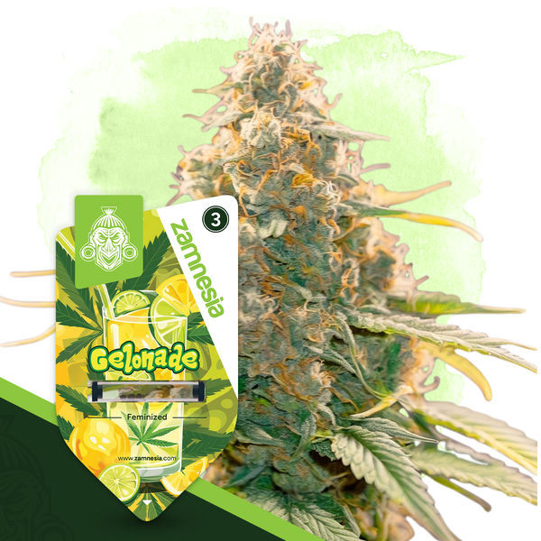 Desserts Pack - Variedades Femininas