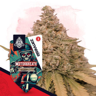 Full Throttle Pack – Variedades Feminizadas