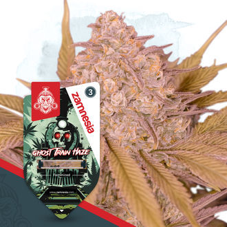 Full Throttle Pack – Variedades Feminizadas