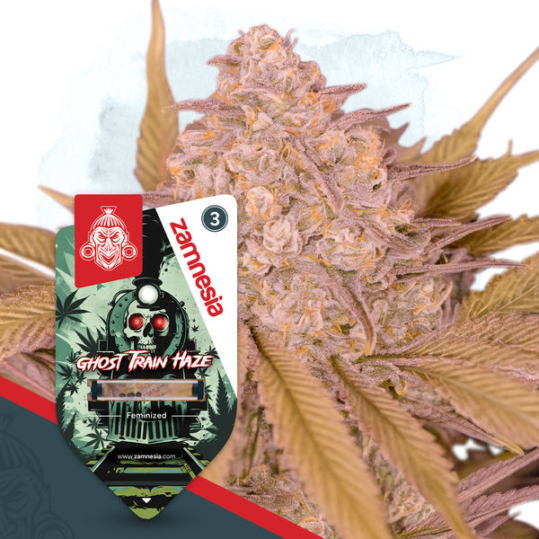 Full Throttle Pack – Variedades Feminizadas