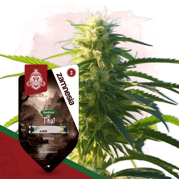 Landrace Pack - Variedades Feminizadas