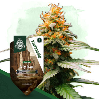 Landrace Pack - Variedades Feminizadas