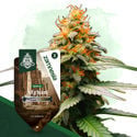 Landrace Pack - Variedades Feminizadas