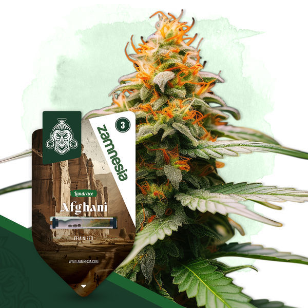 Landrace Pack - Variedades Feminizadas