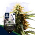 Landrace Pack - Variedades Feminizadas