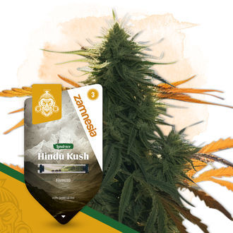 Landrace Pack - Variedades Feminizadas