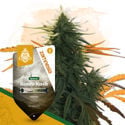 Landrace Pack - Variedades Feminizadas