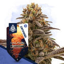 Pacote Galactic Delights - Variedades Autoflorescentes