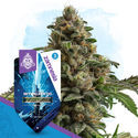 Pacote Galactic Delights - Variedades Autoflorescentes