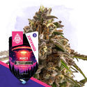 Pacote Galactic Delights - Variedades Autoflorescentes