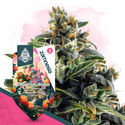 Club Tropicana Pack - Variedades Autoflorescentes