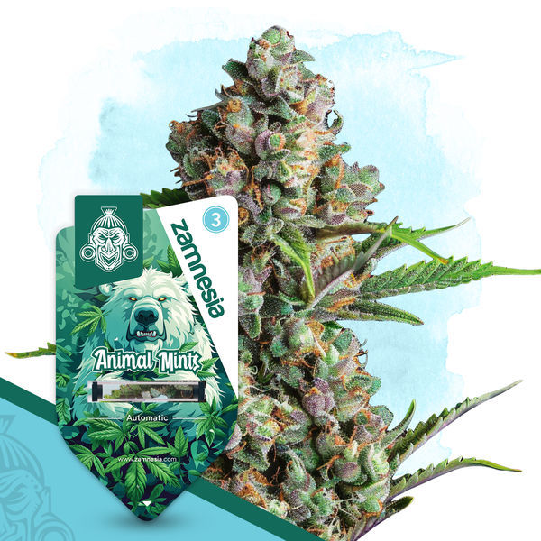 Wild Things Pack - Variedades Autoflorescentes