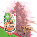 Pack Sobremesas - Variedades Autoflorescentes