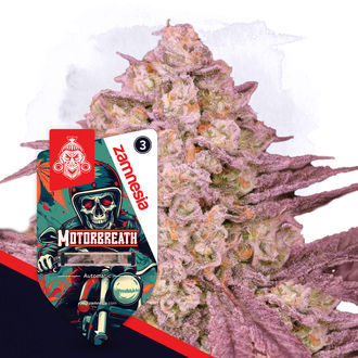 Full Throttle Pack - Variedades Autoflorescentes