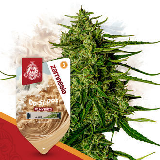 O F1 Power Pack - Sementes híbridas F1