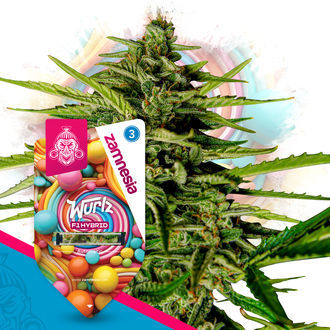 O F1 Power Pack - Sementes híbridas F1