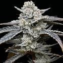 Lemon Cherry Gelato (Barney's Farm x Backpackboyz) feminizada