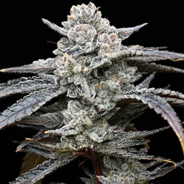 Lemon Cherry Gelato (Barney's Farm x Backpackboyz) feminizada