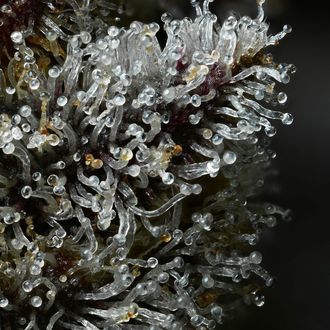 Lemon Cherry Gelato (Barney's Farm x Backpackboyz) feminizada