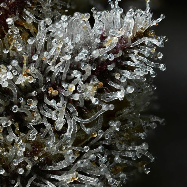 Lemon Cherry Gelato (Barney's Farm x Backpackboyz) feminizada