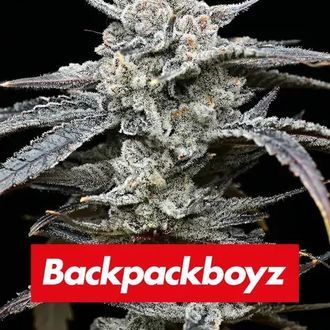 Lemon Cherry Gelato (Barney's Farm x Backpackboyz) feminizada