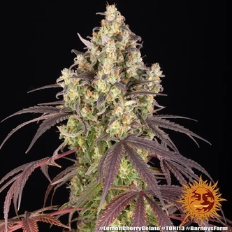 Lemon Cherry Gelato (Barney's Farm x Backpackboyz) feminizada