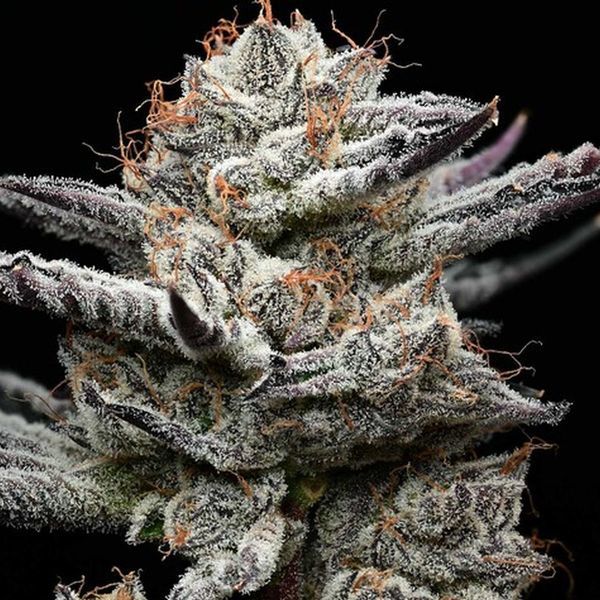 Black Cherry Gushers (Barney's Farm x Backpackboyz) feminizada