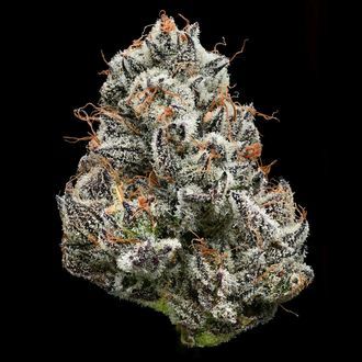 Black Cherry Gushers (Barney's Farm x Backpackboyz) feminizada