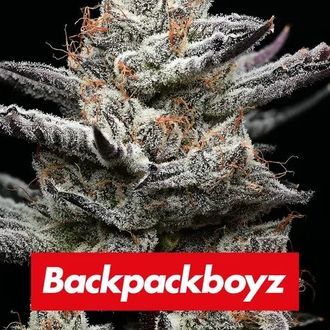 Black Cherry Gushers (Barney's Farm x Backpackboyz) feminizada