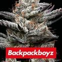 Black Cherry Gushers (Barney's Farm x Backpackboyz) feminizada