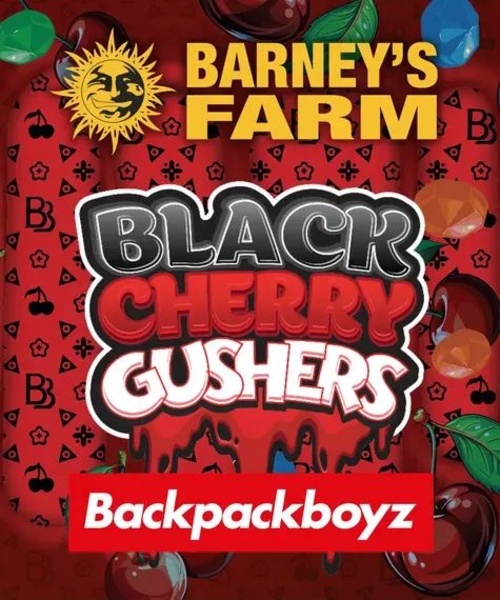 Black Cherry Gushers (Barney's Farm x Backpackboyz) feminizada