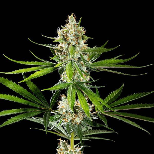 Oz USA (Kannabia) feminizada