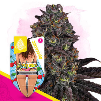 Super Boof Autoflower (Zamnesia Seeds) feminizada