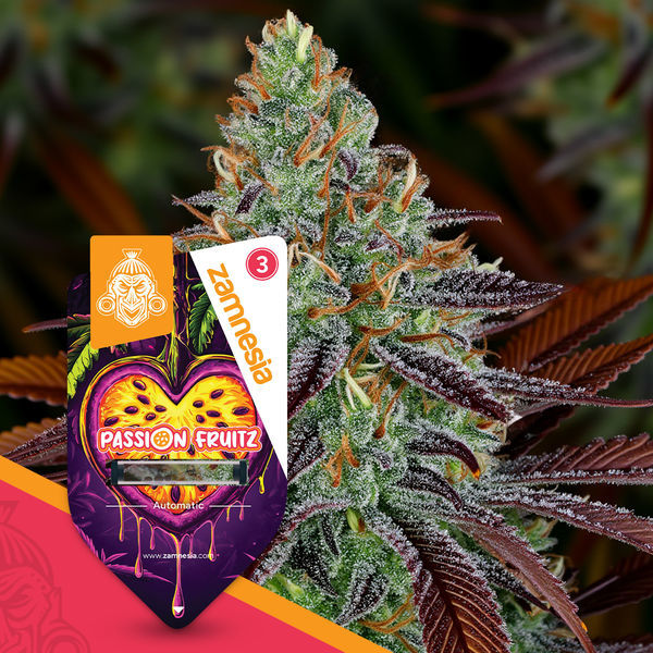 Passion Fruitz Autoflower (Zamnesia Seeds) feminizada