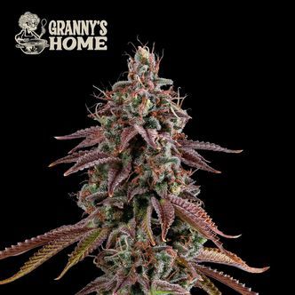 Granny’s Home (Seedstockers) feminizada